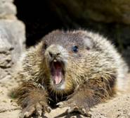Scared groundhog
